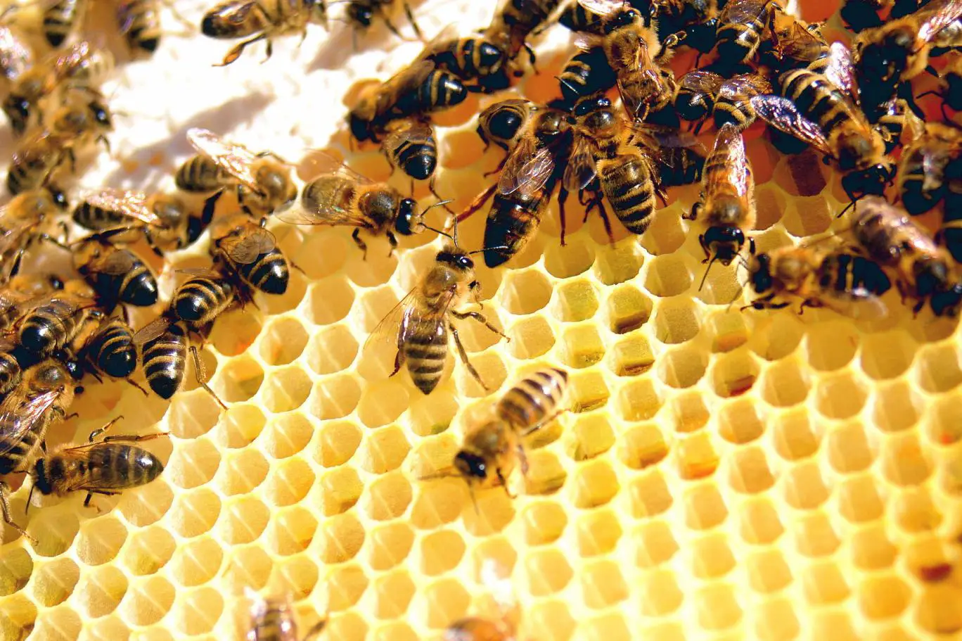 هل وجود النحل في البيت يدل على السحر